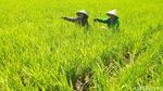 Belasan Hektar Sawah di Ciamis Terancam Gagal Panen