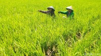 Para petani membiarkan lahannya mengering lantaran sudah tak ada air di saluran irigasi Cibalungbang.