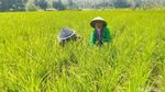 Belasan Hektar Sawah di Ciamis Terancam Gagal Panen
