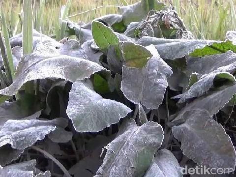 'Salju' tampak di dedaunan/