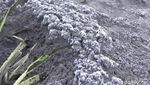 Lagi, Fenomena Salju Kembali Turun di Kawasan Bromo