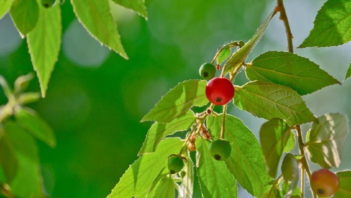 Daun Kersen Muntingia calabura fruit ; takhob in thai word