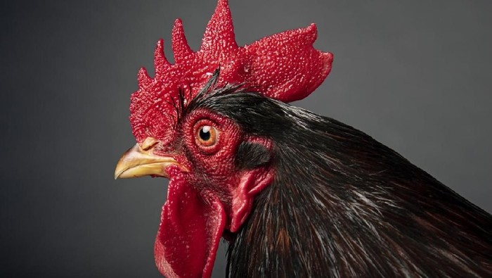 Close-up character portrait of red rooster. Colour, horizontal with a dark  background.