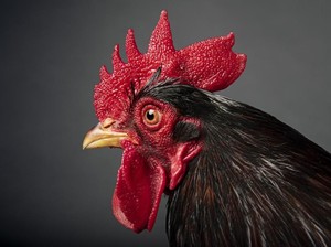 Ramai-ramai Minta Revisi, Sunat Model Jengger Ayam Tak Ngehits Lagi