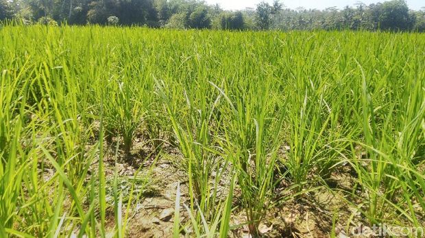 Seminggu Kemarau, Sawah di Ciamis Sudah Terancam Gagal Panen