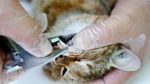 Foto: Makhluk Mitos Mirip Kucing dari Prancis
