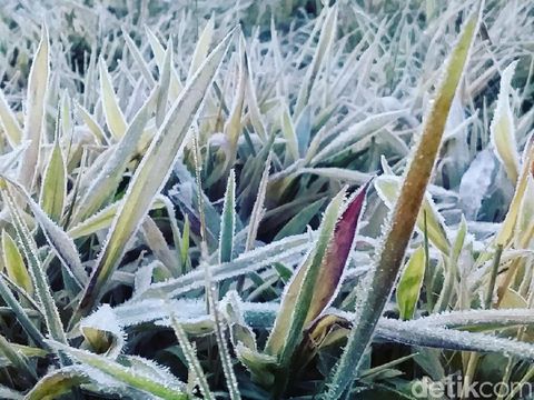 Dieng Kembali Membeku, Suhu Turun Sampai Minus 3 Derajat Celsius