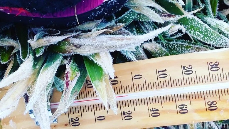 Diprediksi Embun Salju Akan Kembali Muncul di Dieng Besok Diprediksi Embun Salju Akan Kembali Muncul di Dieng Besok