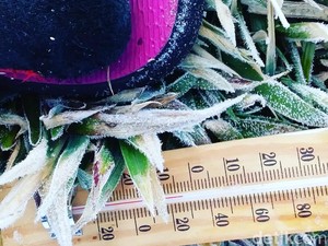 Dieng Kembali Membeku, Suhu Turun Sampai Minus 3 Derajat Celsius