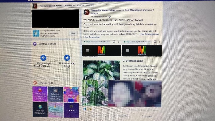 Tanaman hias Dieffenbachia disebut jadi penyebab keracunan anak ini. (Foto: Tangkapan layar Facebook) Tanaman hias Dieffenbachia disebut jadi penyebab keracunan anak ini. (Foto: Tangkapan layar Facebook)