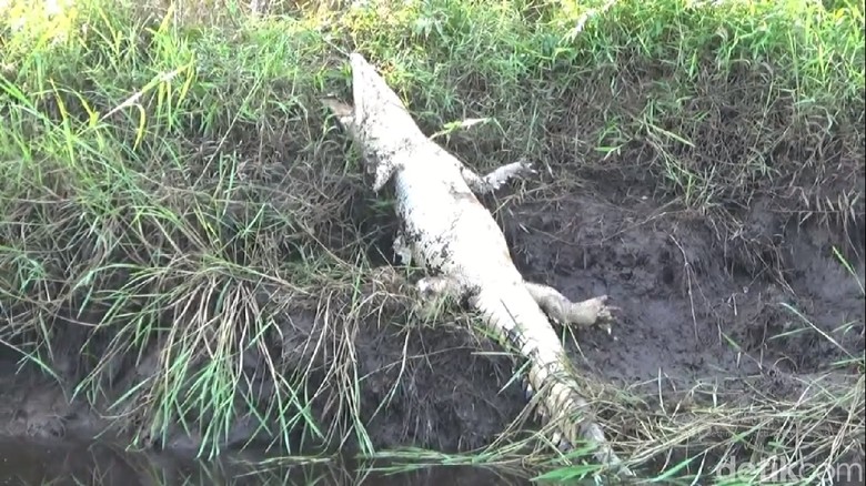 Buaya Rawa 2,5 Meter Ditemukan Mati di Pinggir Sungai Jambi Buaya Rawa 2,5 Meter Ditemukan Mati di Pinggir Sungai Jambi