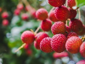 Bagaimana Cara Menyebut Nama Buah Lychee yang Benar?