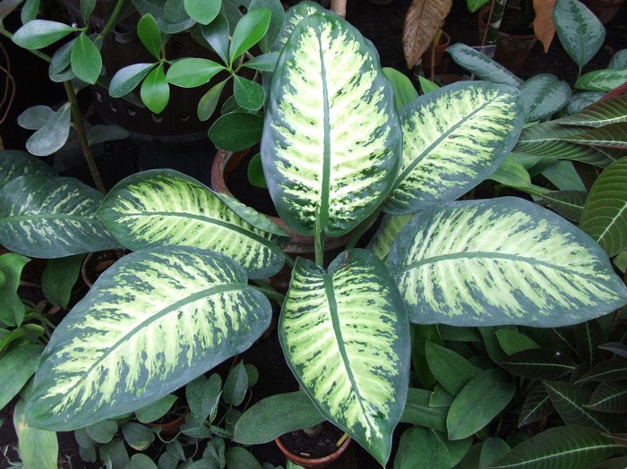 Tumbuhan Dieffenbachia.