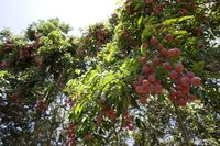 Bagaimana Cara Menyebut Nama Buah 'Lychee' yang Benar?