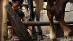 Merawat Kuda Wisata Ibu Kota