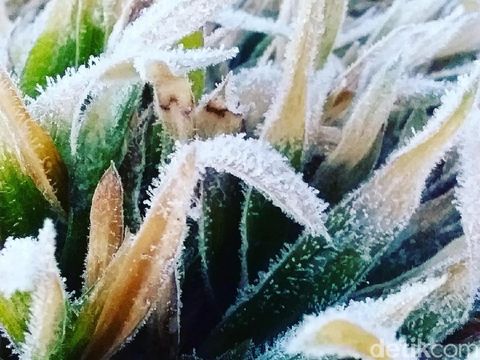 Dieng Kembali Membeku, Suhu Turun Sampai Minus 3 Derajat Celsius