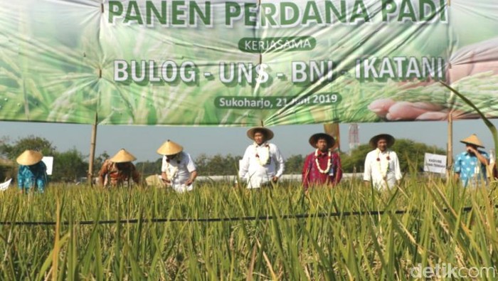 Panen Perdana, UNS Jalin Kerja Sama On Farm dengan Bulog