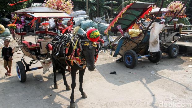 Delman menjadi kendaraan wisata yang bisa ditemui di sejumlah tempat di Jakarta. Sebelum beraksi delman-delman ini beserta kudanya dirawat terlebih dahulu.