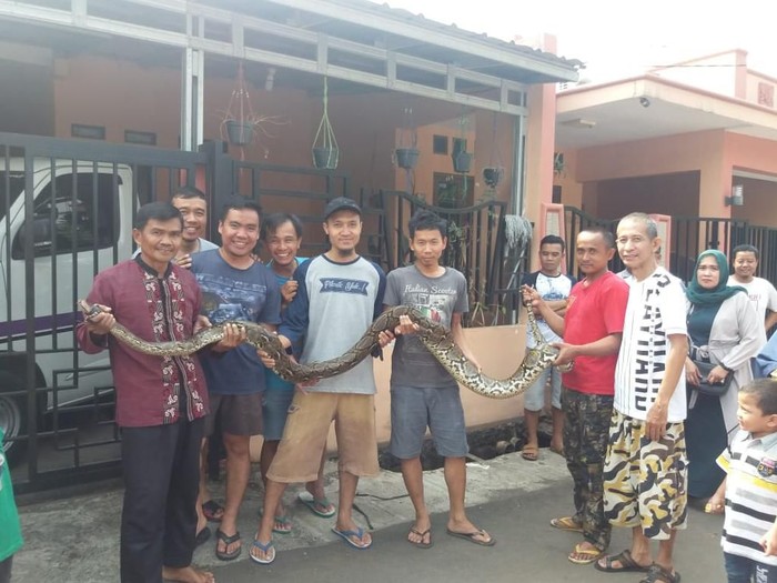 Warga Tangkap Ular 4 Meter di Perumahan Bekasi Saat Kerja Bakti