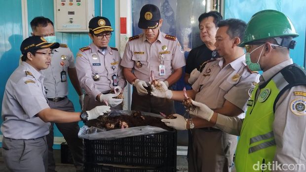Mengandung Virus, 272.300 Bibit Bunga Lili Asal Belanda Dimusnahkan