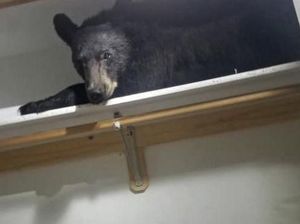 Bikin Kaget! Beruang Ini Ditemukan Tidur di Lemari Pakaian Rumah