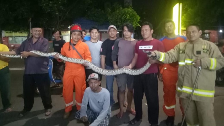 Tengah Malam, Kemunculan Ular 5 Meter Kagetkan Warga Cipinang Tengah Malam, Kemunculan Ular 5 Meter Kagetkan Warga Cipinang
