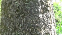 Ichwan memastikan puluhan ribu ulat bulu yang ada di Dusun Semambung, Desa Capang, Kecamatan Purwodadi, bisa dikendalikan.