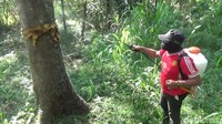 Kepala Dinas Pertanian Kabupaten Pasuruan M Ichwan, Minggu (23/6/2019), mengatakan, mulai melakukan penyemprotan pestisida hari ini.