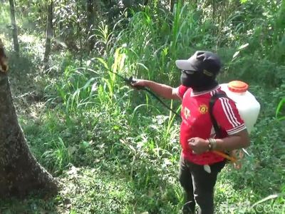 Dinas Pertanian Pasuruan Turun Tangan Basmi Hama Ulat Bulu
