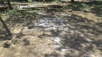 Selain di Desa Capang, ulat bulu juga menyerang Desa Gajahrejo dan Palangsari Kecamatan Purwodadi. 
