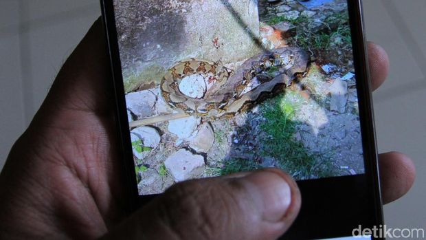 Jana Tewas Dililit Ular Sanca, Keluarga: Ini Sudah Takdir