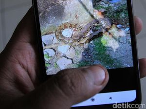 Penampakan Ular Sanca 3 Meter yang Lilit Mati Jana