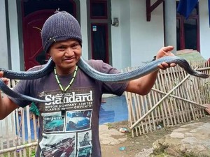 BKSDA: Ular Sanca yang Tewaskan Jana Hewan yang Dilarang Dipelihara