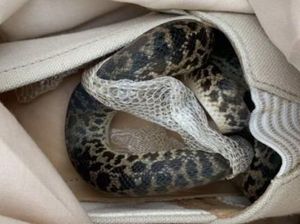 Liburan dari Australia, Nenek Ini Temukan Ular di Kopernya