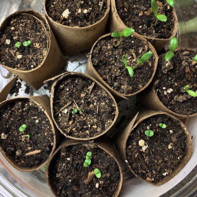 Gulungan kertas toilet ternyata bisa disulap jadi pot tanaman lho. (Foto: Dok. Brightside)