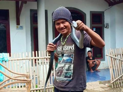 Tewas Dililit Ular Sanca, Ini Momen Jana Atraksi Bareng Kobra