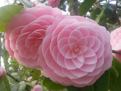 Kumpulan Foto Sempurna yang Manjakan Mata