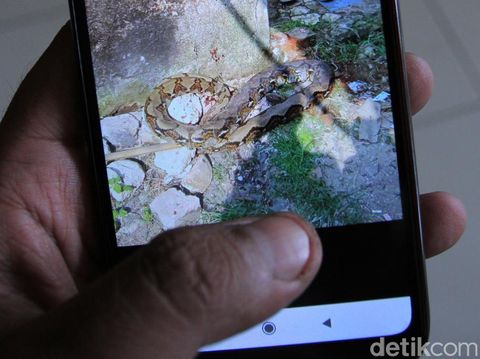 Ular Mematikan di Bandung: Jana Dililit Sanca dan Pemuda Digigit King Kobra