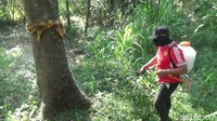 Salah satu petugas pengedali hama Dinas Pertanian Kabupaten Pasuruan, Misbahul Khoir, mengatakan meledaknya populasi ulat bulu di lokasi ketersediaan bahan pangan yang melimpah.