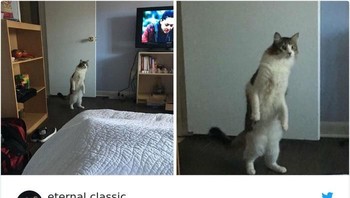 Kucing penasaran milik temannya memeriksa orang asing. saya sedang duduk. ini kucing teman saya yang memeriksa saya untuk pertama kalinya. Istimewa/Dok. Boredpanda/etrnl_classi.