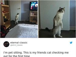 Kumpulan Foto Cuitan tentang Kucing Ini Bikin Gemas