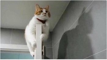 Salah seorang netizen salah fokus dengan bayangan si kucing  kenapa bayangan kucing ini adalah batman. Istimewa/Dok.Boredpanda/maoexe.
