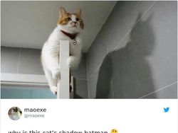 Kumpulan Foto Cuitan tentang Kucing Ini Bikin Gemas