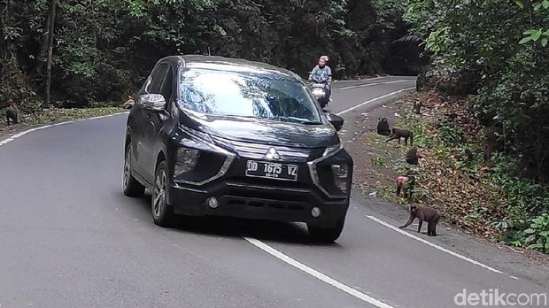 Kawanan Kera di Maros Keluar Hutan, Tunggu Makanan di Pinggir Jalan