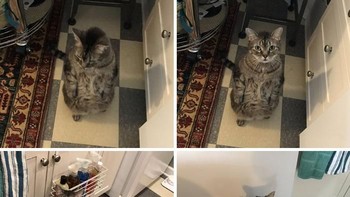 Dengan sikap tegak kucing ini meminta makanan kepada majikannya. Melihat aksi kucingnya yang menggemaskan itu ia pun membuat cuitan di akun Twitternya berisi dia berdiri di belakang kakinya ketika dia ingin makanan. Istimewa/Dok. Boredpanda/bastardrobocop.