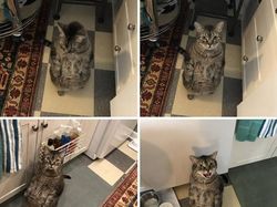 Kumpulan Foto Cuitan tentang Kucing Ini Bikin Gemas