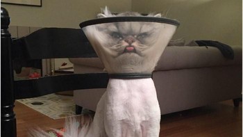 Ada-ada saja tingkah laku kucing ini. Foto ini diabadikan oleh pemiliknya saat kucing tersebut baru pulang dari rumah sakit hewan. Istimewa/Dok. Boredpanda/AndyCole84.