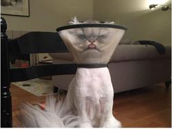 Kumpulan Foto Cuitan tentang Kucing Ini Bikin Gemas