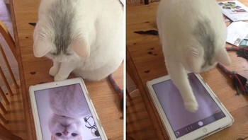 Kucing ini nampak asyik bermain-main dengan Ipad. Siapa sangka kucing ternyata sedang asyik selfie lho. Sang majikan pun mengabadikan momen itu dengan mencuit di akun Twitternya kucing saya kedapatan selfie. Istimewa/Dok. Boredpanda/moonliIIies.