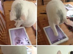 Kumpulan Foto Cuitan tentang Kucing Ini Bikin Gemas